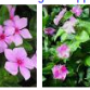 catharanthus-roseus.png